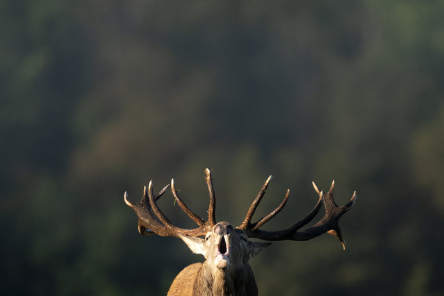 A male deer stag roars at the Domaine des Grottes de Han in Han-sur-Lesse, Belgium, on October 3, 2019. (Photo by Kenzo Tribouillard/AFP Photo)