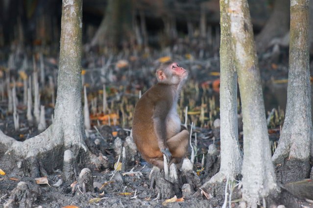 A wild monkey is seen sits at the forest in Sundarbans, Bangladesh on July 4, 2024. (Photo by Abu Sufian Jewel/ZUMA Press Wire/Rex Features/Shutterstock)