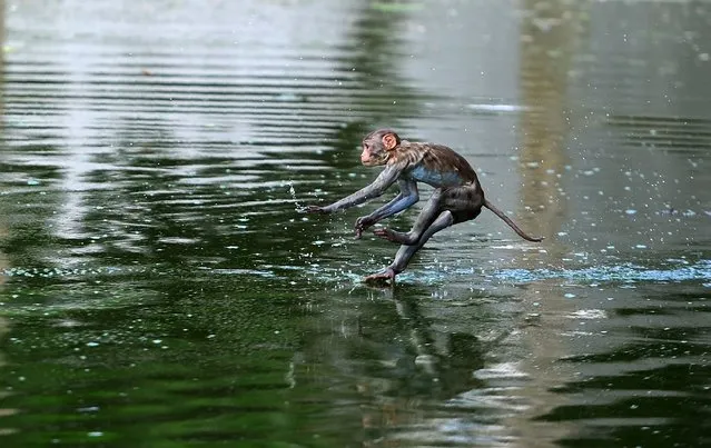 A monkey leaps into a pond on a hot day in Allahabad on May 19, 2017. According to local reports temperatures have soared in the northern Indian city to 47.28 Celsius. (Photo by Sanjay Kanojia/AFP Photo)