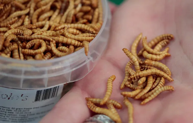 An attendee of the “Eating Insects Detroit: Exploring the Culture of Insects as Food and Feed” conference shows edible freeze-dried mealworms at Wayne State University in Detroit, Michigan May 26, 2016. (Photo by Rebecca Cook/Reuters)