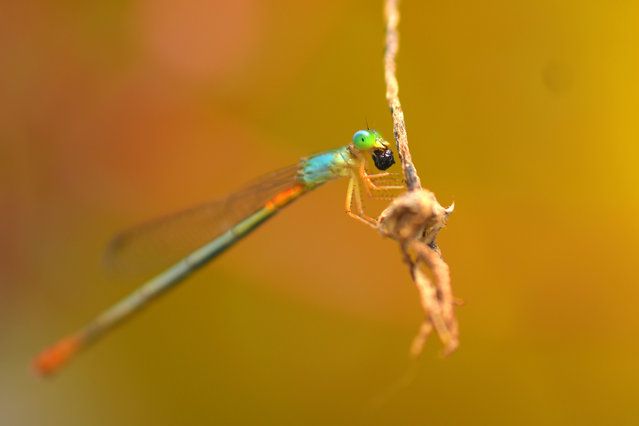 A damselfly seen at a garden in Nagaon district in the northeastern state of Assam, India, on October 3 , 2023. (Photo by Anuwar Hazarika/NurPhoto via Getty Images)