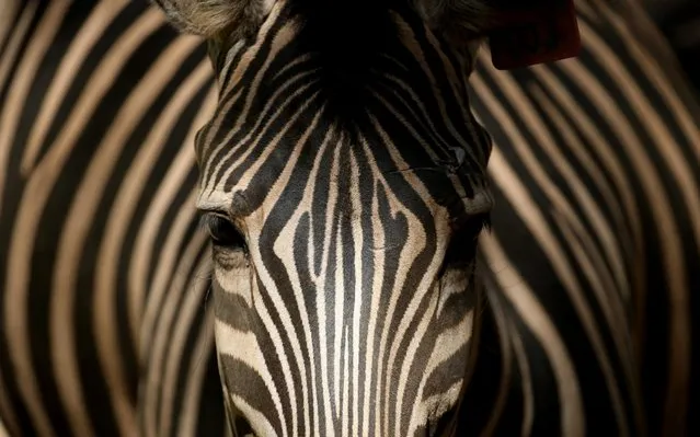 A plains zebra is seen at the Zoological Gardens in Yangon, Myanmar on December 22, 2019. (Photo by U Aung/Xinhua News Agency)