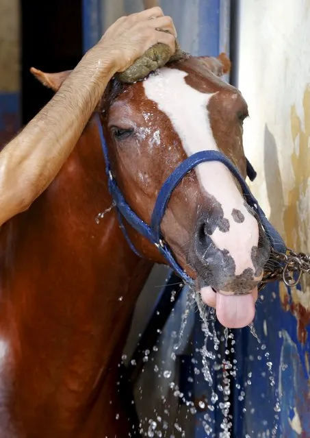 A man washes a horse in order to cool it down to ease the effect of a heatwave at the Beirut Hippodrome, Lebanon August 4, 2015. (Photo by Mohamed Azakir/Reuters)