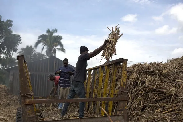 In this June 16, 2017 photo, workers unload sugar cane at the Ti Jean distillery, which produces clairin, a sugar-based alcoholic drink in Leogane, Haiti. Workers said that they earn a salary of 800 gourds, or $12.50 dollars, for each truck they fill with cane and that they manage to fill one truck in two days. (Photo by Dieu Nalio Chery/AP Photo)