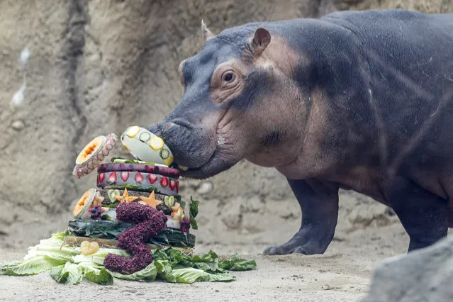 Fiona, a Nile Hippopotamus, eats her specialty birthday cake to celebrate turning three-years old this Friday, in her enclosure at the Cincinnati Zoo & Botanical Garden, Thursday, January 23, 2020, in Cincinnati. The Cincinnati Zoo is using the third birthday of its beloved premature hippo as a way to raise money for Australian wildlife affected by the recent bushfires. Instead of sending birthday gifts, the zoo is asking people to buy T-shirts that will directly benefit the Bushfire Emergency Wildlife Fund. (Photo by John Minchillo/AP Photo)
