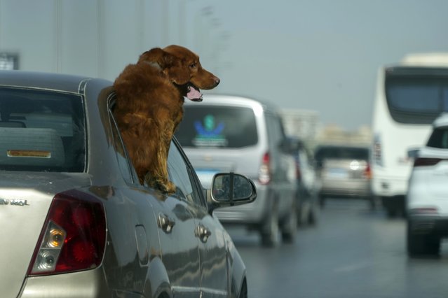 A dog peers out from a car during a traffic jam in Cairo, Egypt, Wednesday, September 25, 2024.(Photo by Amr Nabil/AP Photo)