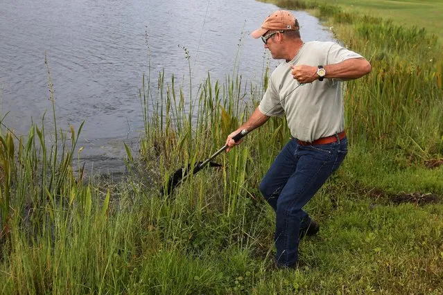 Alligator trapper Mark Whitmire traps an alligator in a lagoon on golf course to relocate it to a more natural environment in Orlando, Florida, U.S., June 19, 2016. (Photo by Carlo Allegri/Reuters)