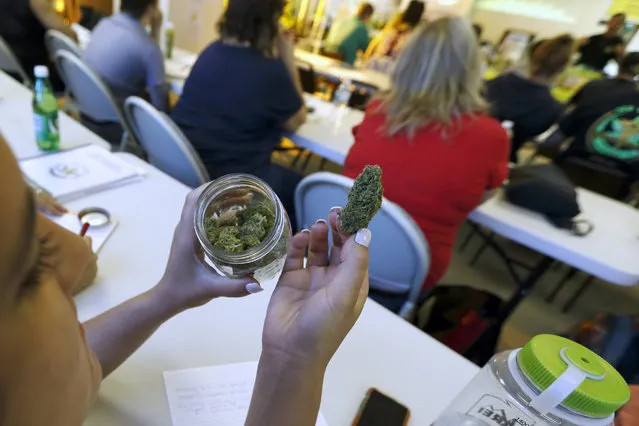 In this Thursday, July 10, 2014, photo, a student examines a sample of the cannabis strain “granddaddy purple” during a cooking class at the New England Grass Roots Institute in Quincy, Mass. In Vermont – one of 22 states that allow the use of medical marijuana, along with the District of Columbia – the Legislature this year passed a bill that allows more people to get medical marijuana and called for a study of financial effects if the state were to allow recreational use. (Photo by Michael Dwyer/AP Photo)