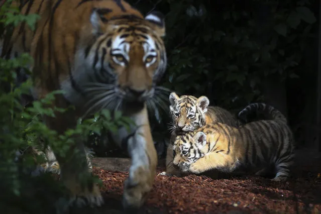 Female Siberian tiger “Maruschka” and two of her babies explore the enclosure in the zoo “Hagenbeck” in Hamburg, Germany, Thursday, August 3, 3017. “Maruschka” gave birth to four tiger cubs on June 15, 2017. (Photo by Christian Charisius/DPA via AP Photo)
