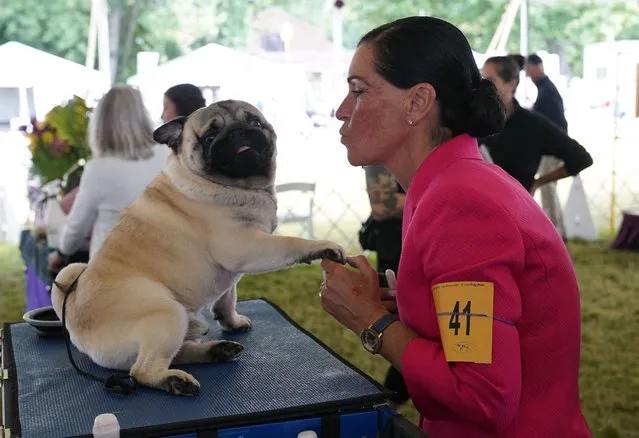 Natasha Cooper with her Pug during the (Toy, Terrier and Non-Sporting) Breed Judging at the 146th Westminster Kennel Club Dog Show at the Lyndhurst Mansion, New York, on June 21, 2022. (Photo by Timothy A. Clary/AFP Photo)