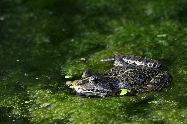 A common frog during sunny weather in a forest pond in the Czech Republic on August 28 2024. (Photo by Slavek Ruta/ZUMA Press Wire/Rex Features/Shutterstock)