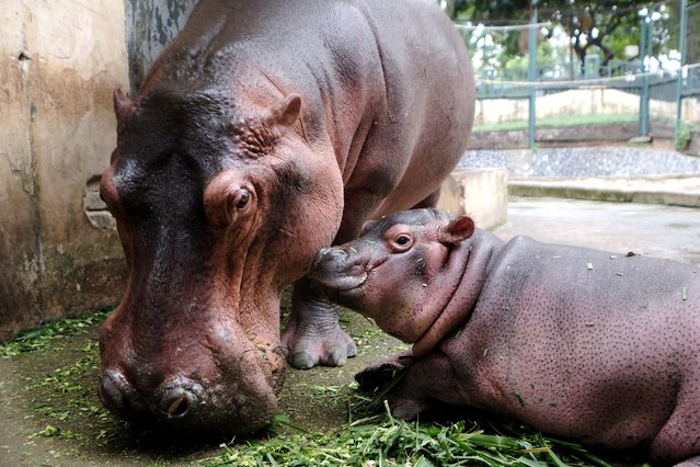 A hippopotamus eats grass next to her three-month-old baby hippo at the Hanoi Zoo in Hanoi, Vietnam, 29 October 2024. According to Nguyen Cong Nghiep, Deputy General Director of Hanoi Zoo Company, the mother hippo was pregnant before being transferred from Dai Nam Zoo in 2023. The baby hippo was born on 23 July 2024, and this was the first time a hippo gave birth at the Hanoi Zoo. ‘The birth of the hippo took place naturally underwater, without the intervention of the zoo staff,’ Nghiep said. The baby hippo is still unnamed and supposed to have one in a naming contest in the near future. (Photo by Luong Thai Linh/EPA/EFE)