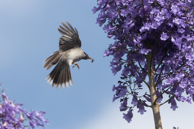 A common noisy miner bird finds a meal in a Jacaranda Tree in the Royal Botanical Gardens on October 31, 2024 in Sydney, Australia. Jacarandas, which are not native to Australia, bloom in the spring. In Sydney, many parts of the city draw tourists and crowds as the trees welcome spring in November. (Photo by Brook Mitchell/Getty Images)