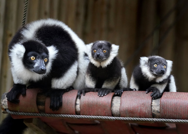 Critically endangered lemur pups with mum Cali at Blair Drummond Safari and Adventure Park, near Stirling on Wednesday, July 6, 2022. (Photo by Andrew Milligan/PA Images via Getty Images)