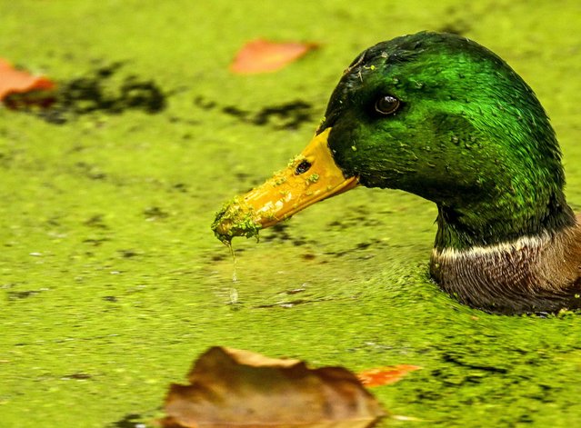 A duck swims in a pond among the leaves turned yellow, orange and red with the arrival of autumn, at Tiergarten Park in Berlin, Germany on October 30, 2024. (Photo by Halil Sagirkaya/Anadolu via Getty Images)