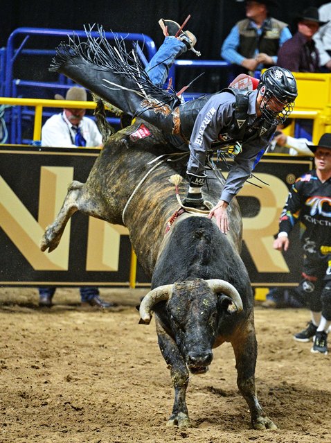 Bull Rider T.J. Gray gets bucked off of Dan O during Round 3 of the National Finals Rodeo NFR at the Thomas & Mack Center on December 7, 2024 in Las Vegas, Nevada. (Photo by John Pyle/Getty Images)