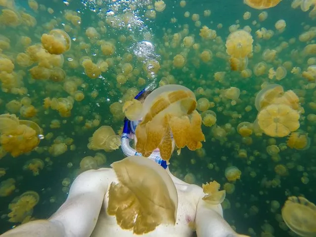 This amazing photobomb captures the moment a jellyfish completely eclipses a divers face. (Photo by Caters News)