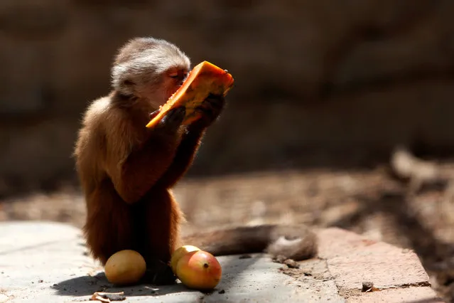 A capuchin monkey eats a piece of papaya at the Paraguana zoo in Punto Fijo, Venezuela July 22, 2016. (Photo by Carlos Jasso/Reuters)