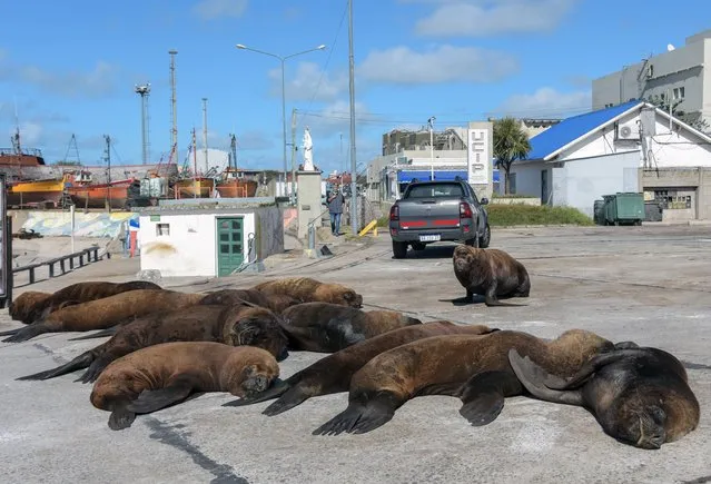 Sea lions are seen on a street of Mar del Plata harbour during the lockdown imposed due to the new COVID-19 coronavirus pandemic, in Mar del Plata, some 400 km south of Buenos Aires, Argentina on April 16, 2020. (Photo by Mara Sosti/AFP Photo)