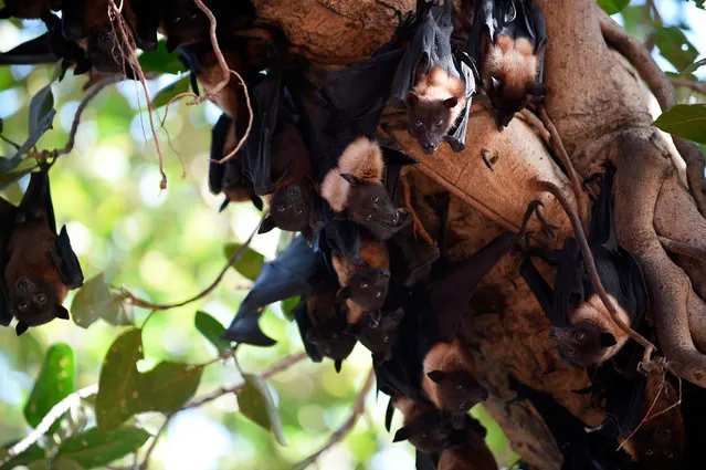 Bats cling onto the lower limbs of a Banyan tree due higt temperatures, on the campus of Gujarat College in Ahmedabad on April 28, 2020. (Photo by Sam Panthaky/AFP Photo)