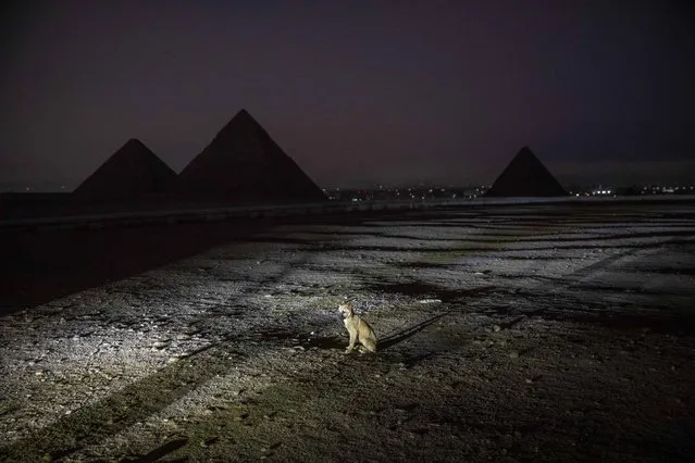 A puppy sits near the pyramids before the Ministry of Antiquities lights up the Giza Pyramids in an expression of support for health workers battling the coronavirus, in Giza, Egypt, Monday, March 30, 2020. The Egyptian government extended the closure of the country's famed museums and archaeological sites, including the Pyramids and the Sphinx at Giza, until at least April 15. (Photo by Nariman El-Mofty/AP Photo)