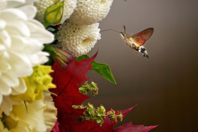 An insect hovers near flowers decorating the area around the holy remains of Saint Dimitrie Bassarabov, the patron saint of the Romanian capital, at the end of a religious procession in Bucharest, Romania, Thursday, October 24, 2024. (Photo by Andreea Alexandru/AP Photo)