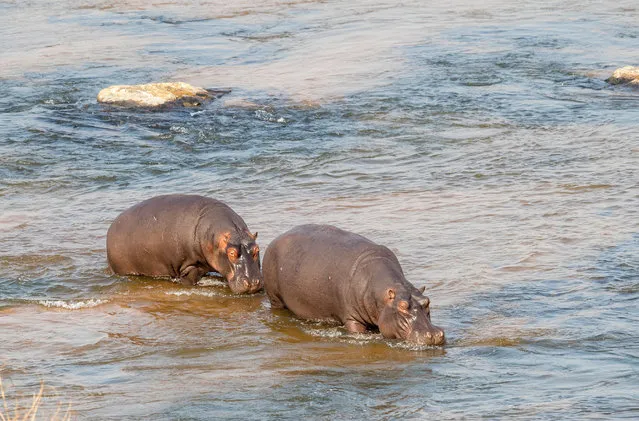 Photo taken on September 18, 2022 Hippos shows at the Kruger National Park, Mpumalanga, South Africa. Kruger National Park is one of the largest game reserves in Africa. Covering an area of 19,485 square kilometers in northeastern South Africa, the park is a home to an impressive number of species. (Photo by Xinhua News Agency/Rex Features/Shutterstock)