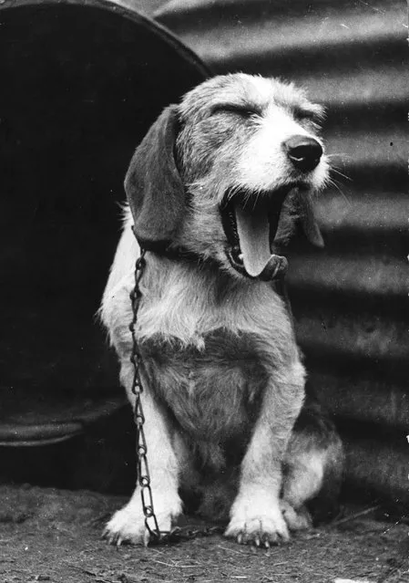 A chained-up Terrier dog yawning, circa 1938. (Photo by Picture Post/Hulton Archive)