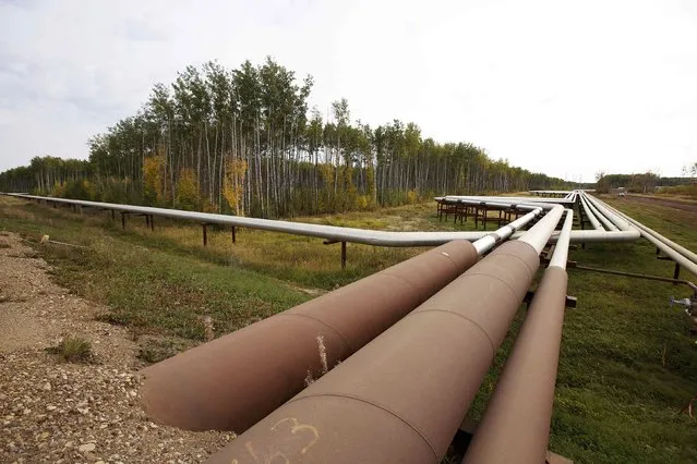 Pipelines run at the McKay River Suncor oil sands in-situ operations near Fort McMurray, Alberta, September 17, 2014. (Photo by Todd Korol/Reuters)