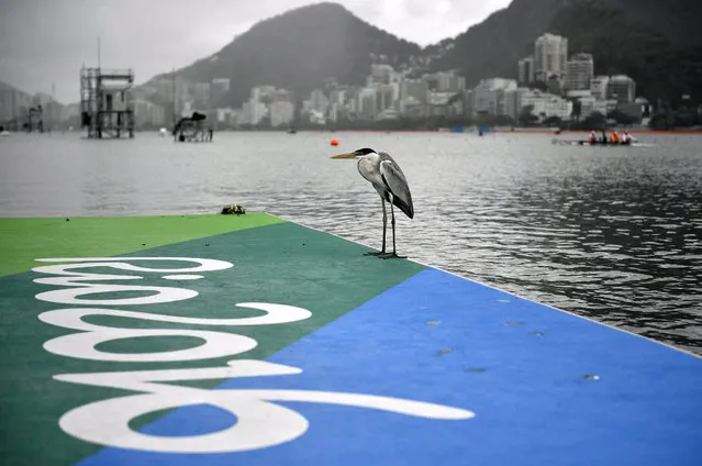 A heron stands on a pontoon as competitors are training for the Rio 2016 Olympic Games Rowing events at the Lagoa Rodrigo de Freitas in Rio de Janeiro, Brazil, 10 August 2016. The rowing events have been postponed all day due to bad weather condition. (Photo by Franck Robichon/EPA)
