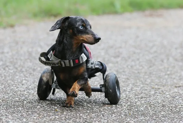 Krum the Dachshund dog uses his wheels for mobility during a photo shoot at the Queensland Storybook Farm Animal Refuge, Canungra, Australia, June 23, 2016, Krum was one of the first dogs at Storybook Farm, a refuge for disabled animals. (Photo by Glenn Hampson/Newspix/Rex Features/Shutterstock)