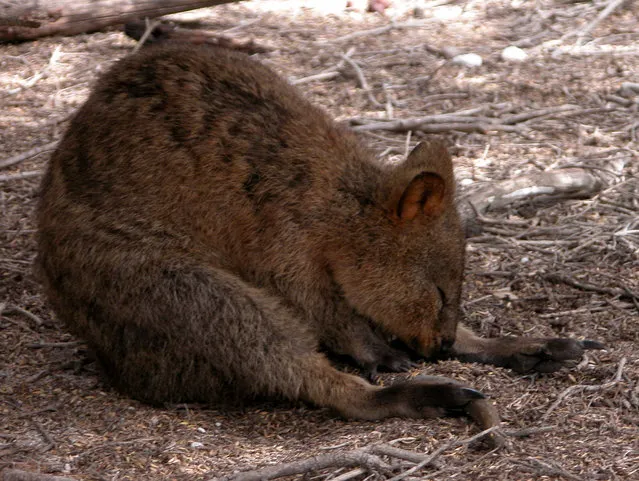 Quokka The Happiest Animal in the World