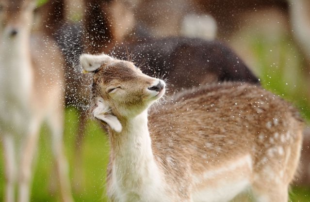 A fallow deer shakes water from it's coat following a hail shower in Dublin's Phoenix park on Friday, March 14, 2025. (Photo by Brian Lawless/PA Images via Getty Images)
