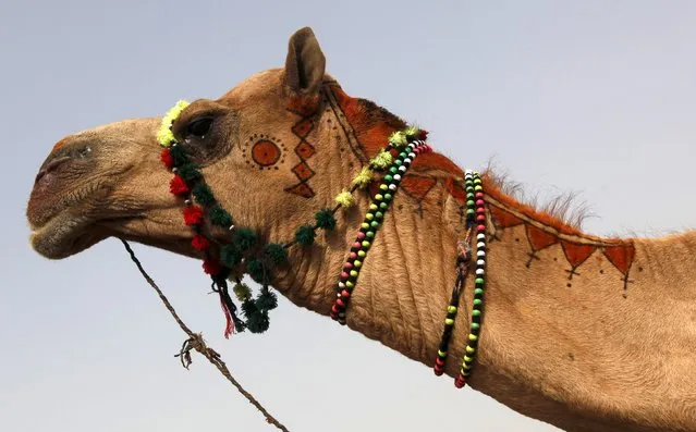 A sacrificial camel decorated with henna patterns for sale at the animal market on the outskirts of Karachi, Pakistan, September 22, 2015. Muslims across the world are preparing to celebrate the annual festival of Eid al-Adha or the Festival of Sacrifice, which marks the end of the annual hajj pilgrimage, by slaughtering goats, sheep, cows and camels in commemoration of the Prophet Abraham's readiness to sacrifice his son to show obedience to Allah. (Photo by Akhtar Soomro/Reuters)