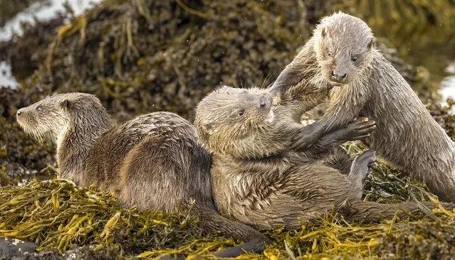 Two otter pups were caught playfighting behind their mother’s back on the Isle of Mull, Scotland in the second decade of November 2022. (Photo by Neil Henderson/Story Picture Agency)