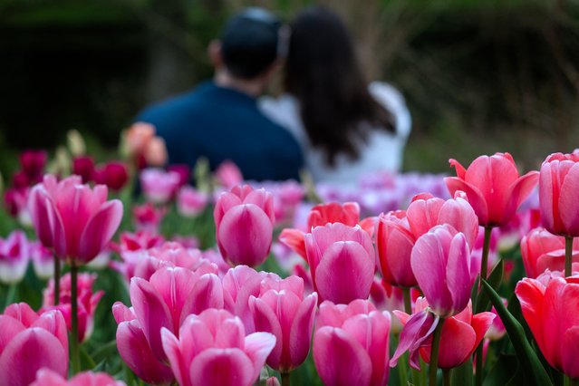 A couple sits together near tulips at Longwood Gardens in Kennett Square, Pennsylvania, on April 19, 2025, during the Easter holiday Spring Blossoms event. (Photo by Jim Watson/AFP Photo)