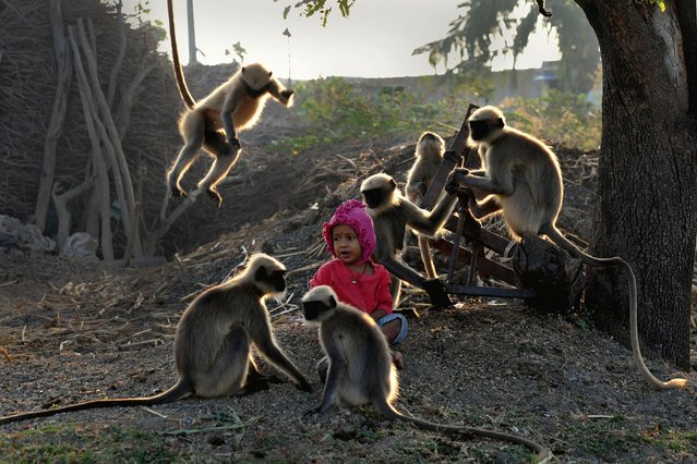 In this photograph taken on December 8, 2017, Indian child Samarth Bangari, 2, sits among langur monkeys in a field near his home in Allapur in India' s southwest Karnataka state. (Photo by Manjunath Kiran/AFP Photo)