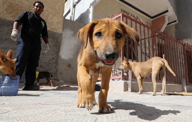 Adam Abdulahi Ali, 20, feeds stray dogs, in a culture, where animals are often neglected or seen as unclean, in Wabari district of Mogadishu, Somalia on April 26, 2025. (Photo by Feisal Omar/Reuters)