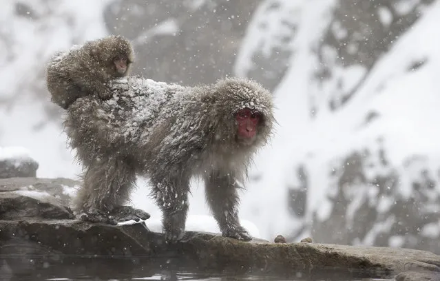 Snow falls as a Macaque monkey walks near a hot spring at the Jigokudani Yaen-koen wild Macaque monkey park on December 27, 2017 in Yamanouchi, Japan. The wild Japanese macaques are known as snow monkeys, according to the park's official website. (Photo by Tomohiro Ohsumi/Getty Images)