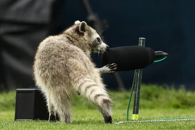 A raccoon as seen on the course during a practice round prior to the 2020 PGA Championship at TPC Harding Park on August 05, 2020 in San Francisco, California. (Photo by Ezra Shaw/Getty Images)
