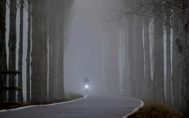 A woman rides her bike in an alley that leads to the Reichenau island near Constance, Germany, Wednesday, January 8, 2020. (Photo by Michael Probst/AP Photo)