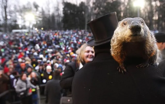 Groundhog co-handler Ron Ploucha holds Punxsutawney Phil in front of a record crowd estimated at 35,000 after Phil's annual weather prediction on Gobbler's Knob in Punxsutawney, Pennsylvania, on the 127th Groundhog Day, February 2, 2013. Phil did not see his shadow signaling an early end to winter. (Photo by Jason Cohn/Reuters)
