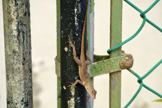 In this photo courtesy of evolutionary biologist Kristin Winchell, an Anolis cristatellus lizard stands on a gate in Rincon, Puerto Rico, January 6, 2018. (Photo by Kristin Winchell/New York University via AP Photo)