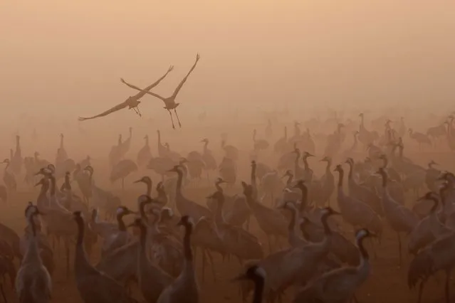 Cranes are pictured in the Agamon Hula Lake area of the Hula Valley in northern Israel, on their seasonal migration route from Europe to Africa, on January 26, 2023. (Photo by Jalaa Marey/AFP Photo)