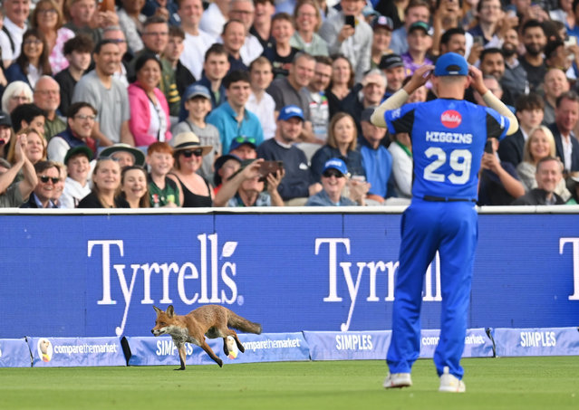 A fox runs around the edge of the field and past Ryan Higgins of London Spirit during the The Hundred match between London Spirit Men and Oval Invincibles Men at Lord's Cricket Ground on August 05, 2025 in London, England. (Photo by Philip Brown/Getty Images)