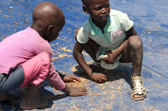 Zimbabwean children pick loose cereal dropped during a monthly food distribution, in rural Mupinga area in Chiredzi, Zimbabwe, October 6, 2015. Tens of millions of people across sub-Saharan Africa are going hungry due to erratic weather and the situation is set to worsen as the El Nino weather pattern reaches its peak, the Red Cross said on Monday as it launched funding appeals for six countries, including Zimbabwe. (Photo by Philimon Bulawayo/Reuters)