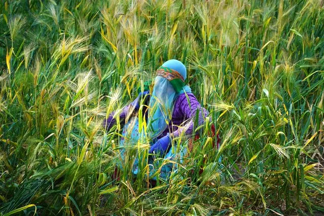 A veiled woman farmer harvests a wheat crop on the outskirts of Ajmer on February 28, 2023. (Photo by Himanshu Sharma/AFP Photo)