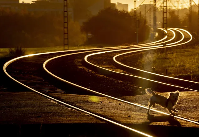A small dog crosses subway rails in the outskirts of Frankfurt, Germany, before the sun sets on Thursday, November 5, 2020. (Photo by Michael Probst/AP Photo)