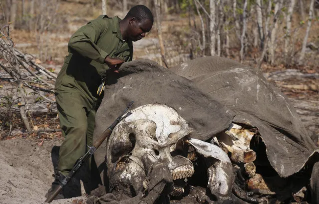 An armed ranger examines a decomposing elephant carcass inside Hwange National Park, about 840 km (521 miles) outside Harare, October 28, 2013. (Photo by Philimon Bulawayo/Reuters)