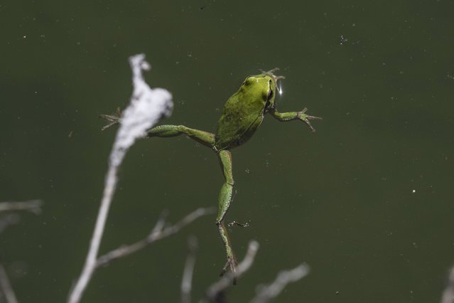 A frog swims in the water in Niksar district of Tokat, Turkiye on April 08, 2025. (Photo by Osmancan Gurdogan/Anadolu via Getty Images)
